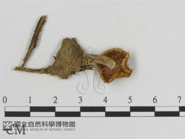 登錄號:F0001709藏品圖，第3張