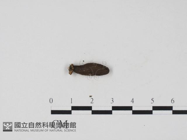 登錄號:F0004709藏品圖，第3張