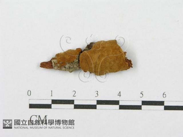 登錄號:F0017709藏品圖，第1張