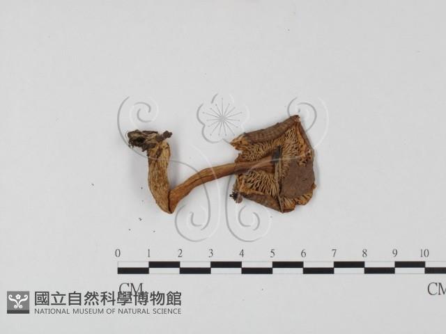 紅菇屬藏品圖，第3張