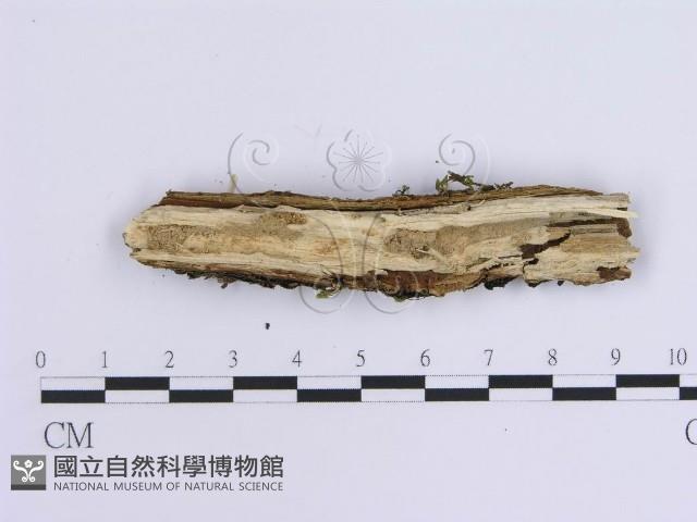 登錄號:F0015709藏品圖，第3張