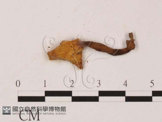 登錄號:F0003709藏品圖，第3張