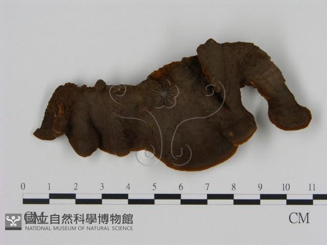 刺革菌屬藏品圖，第3張