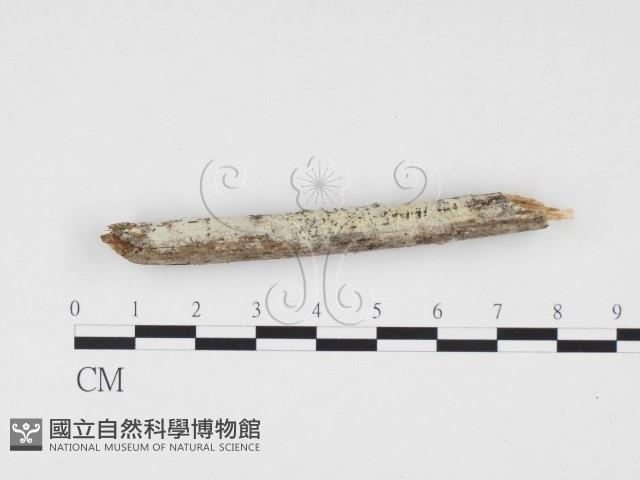 冇骨消絲齒菌藏品圖，第3張