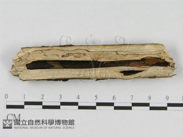 登錄號:F0010509藏品圖，第3張