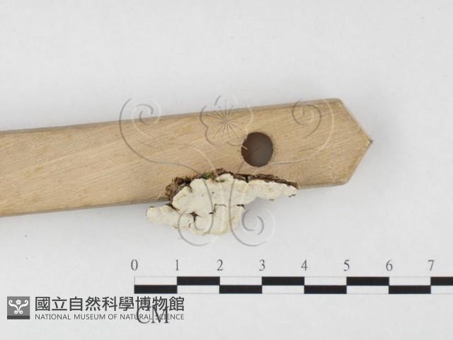 登錄號:F0026509藏品圖，第3張