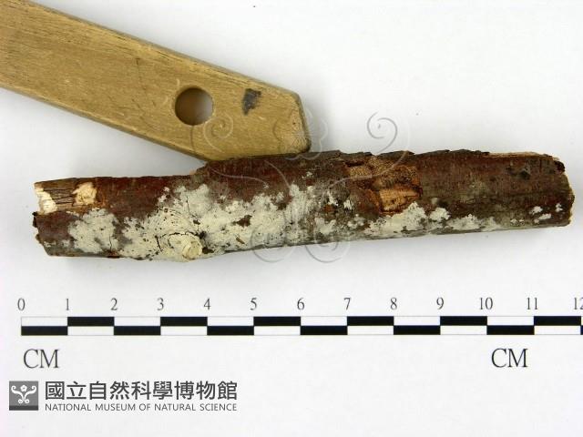 登錄號:F0016509藏品圖，第3張