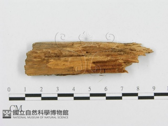 登錄號:F0001509藏品圖，第3張