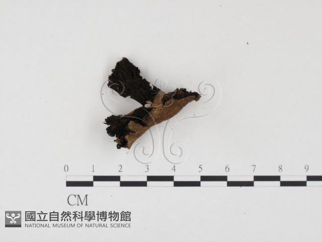 登錄號:F0024509藏品圖，第3張