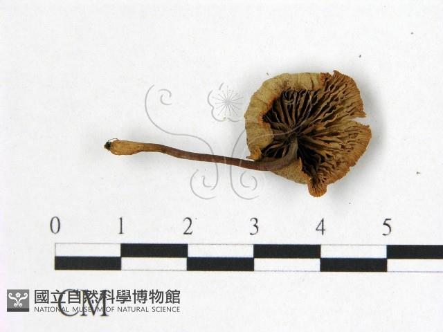 小皮傘屬藏品圖，第3張