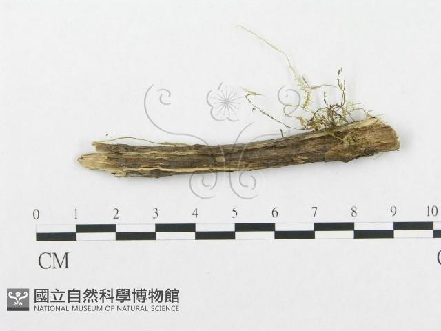 登錄號:F0002509藏品圖，第3張