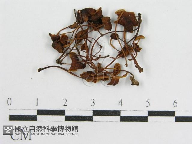 登錄號:F0012509藏品圖，第3張