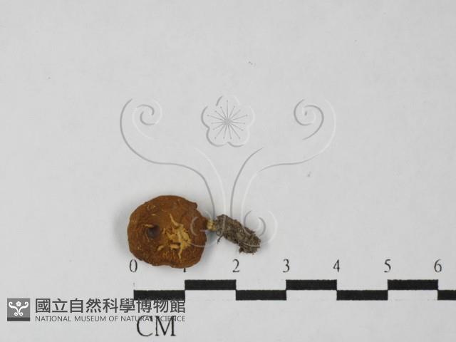 登錄號:F0027509藏品圖，第3張