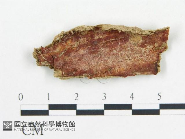 登錄號:F0017509藏品圖，第1張