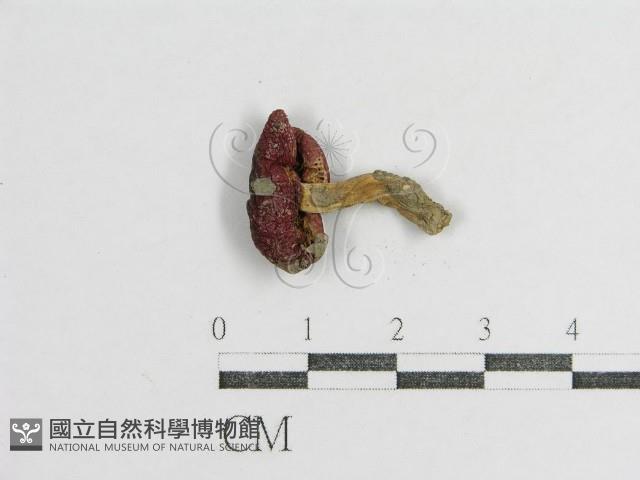 登錄號:F0003509藏品圖，第3張