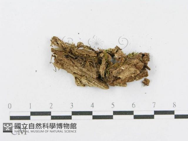 射脈菌屬藏品圖，第3張