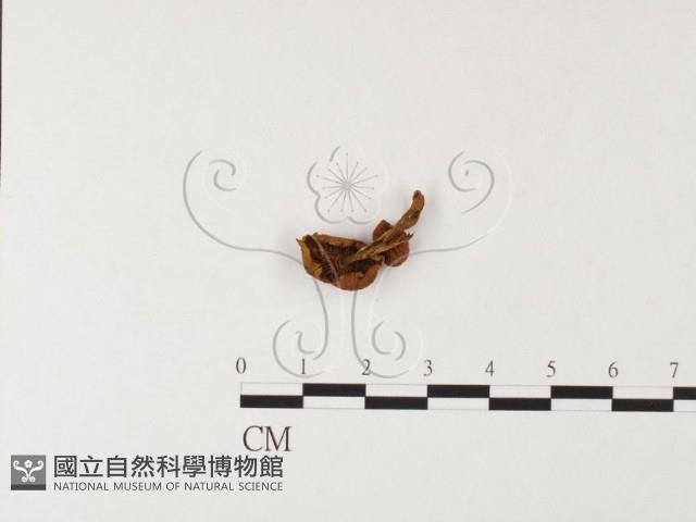 登錄號:F0026109藏品圖，第3張