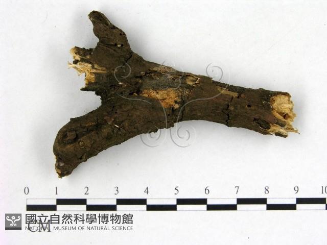 雲南無扣菌藏品圖，第3張