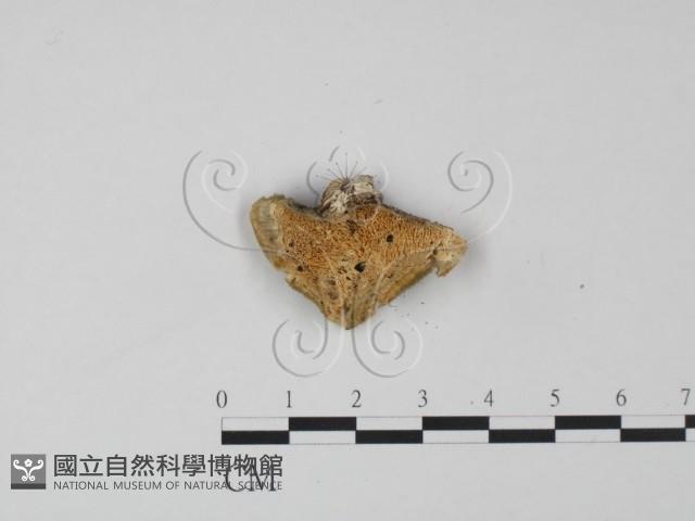 登錄號:F0020009藏品圖，第3張