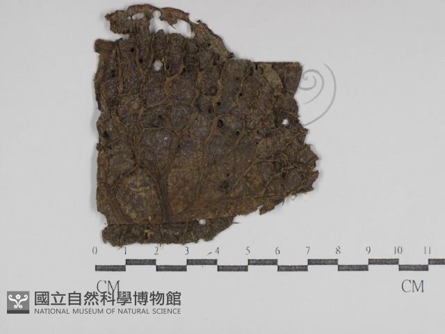 登錄號:F0031009藏品圖，第1張