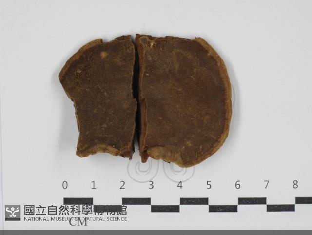 黃荊桑黃藏品圖，第3張