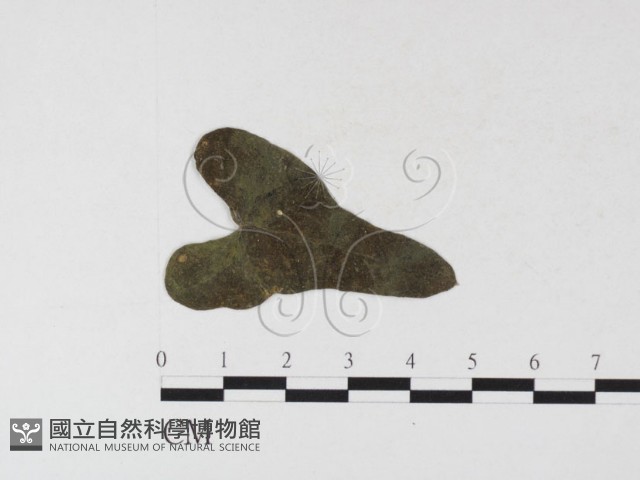登錄號:F0026309藏品圖，第1張