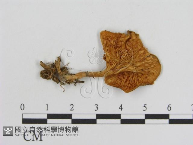 登錄號:F0016309藏品圖，第3張