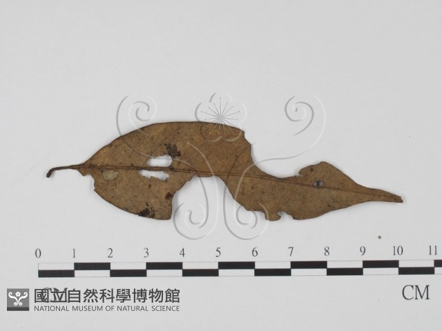 登錄號:F0011309藏品圖，第3張