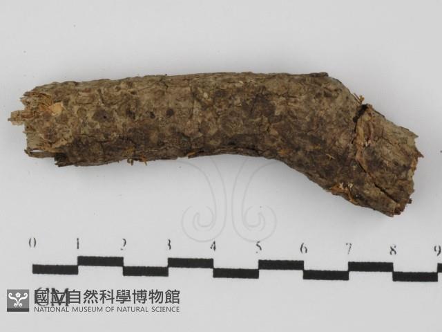 登錄號:F0031309藏品圖，第3張