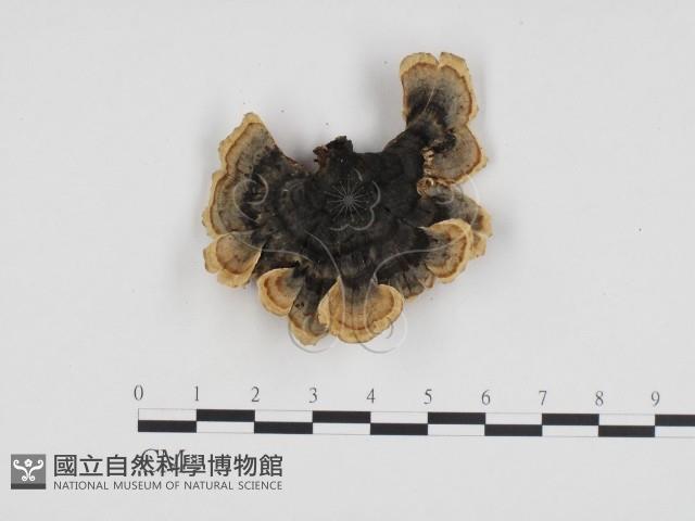 雲芝藏品圖，第3張
