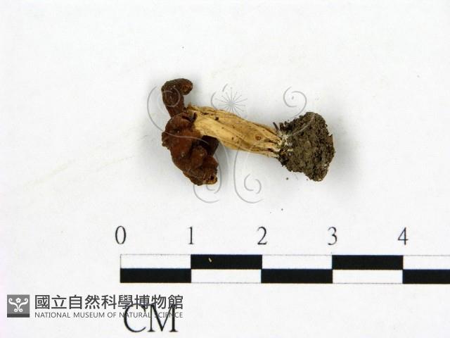 登錄號:F0022309藏品圖，第3張