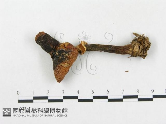 登錄號:F0002309藏品圖，第3張