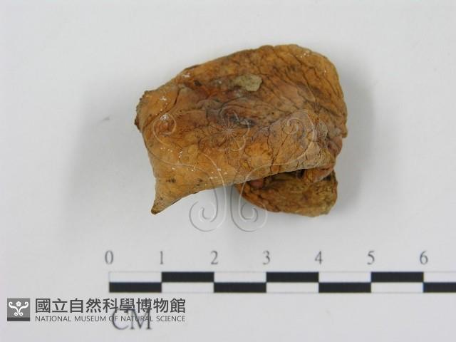 乳菇屬藏品圖，第3張