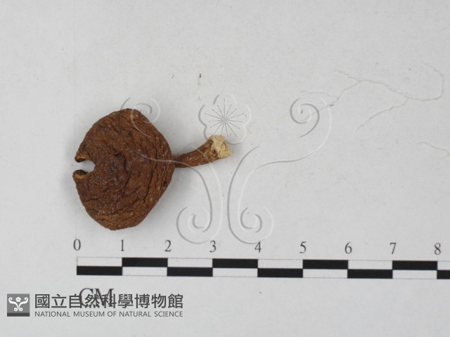 登錄號:F0027309藏品圖，第3張
