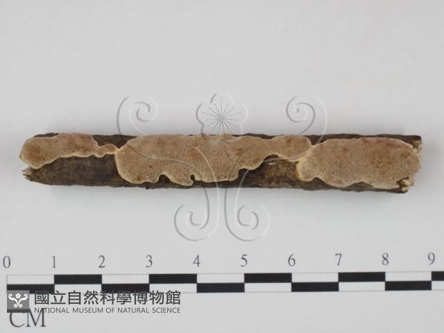 登錄號:F0010219藏品圖，第3張