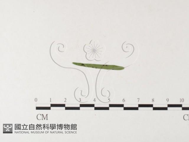 登錄號:F0026219藏品圖，第1張