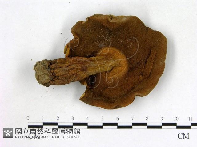 登錄號:F0016219藏品圖，第3張