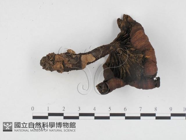 登錄號:F0024219藏品圖，第3張