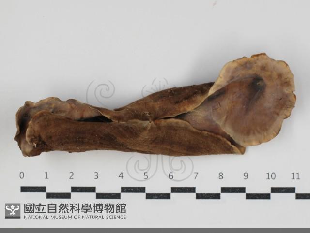 登錄號:F0034219藏品圖，第3張