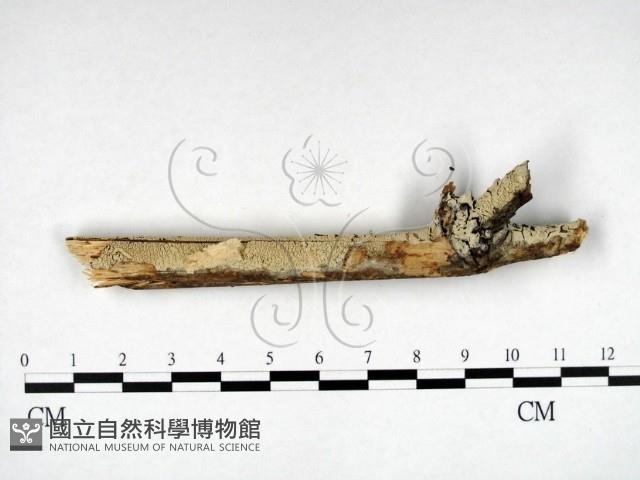 登錄號:F0022219藏品圖，第3張