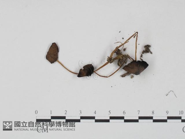登錄號:F0017219藏品圖，第3張