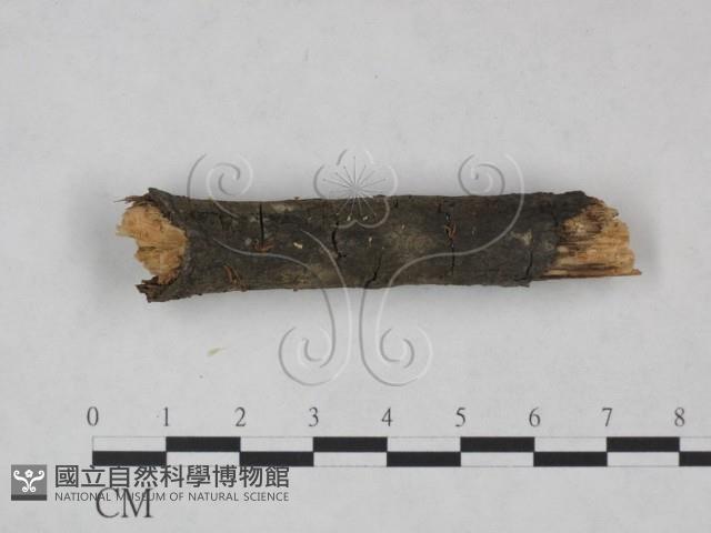 登錄號:F0025219藏品圖，第3張