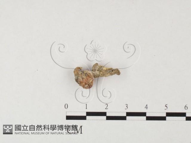 登錄號:F0023219藏品圖，第3張