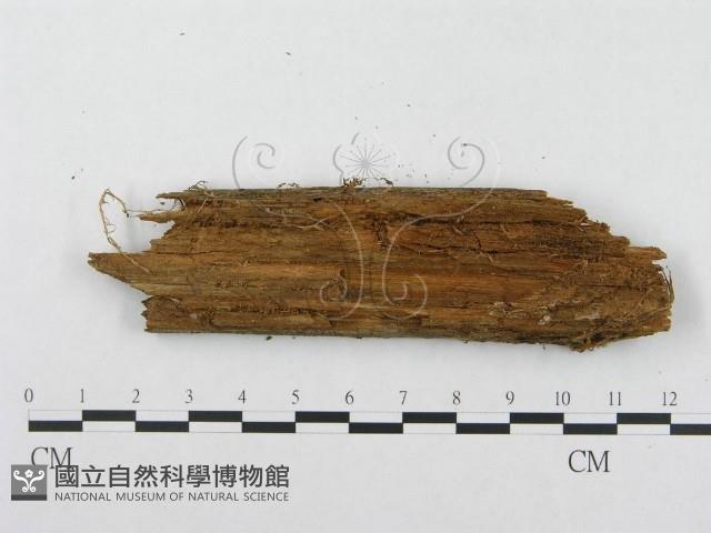 登錄號:F0003219藏品圖，第3張