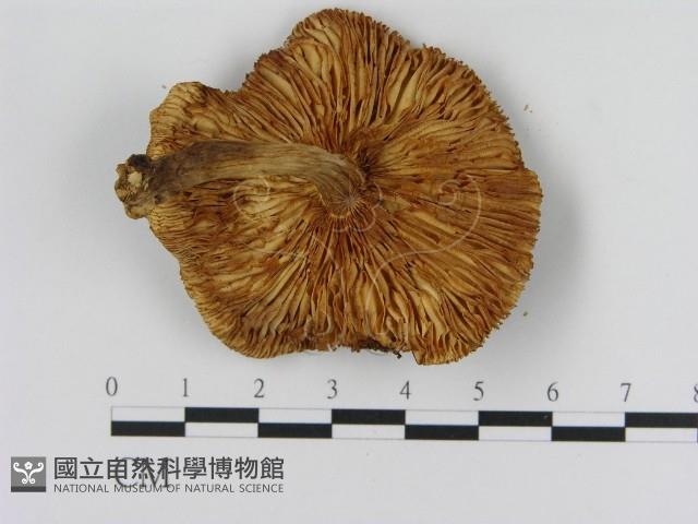 登錄號:F0013219藏品圖，第3張