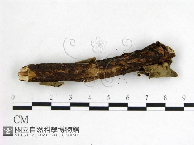 Accession Number:F0008819 Collection Image, Figure 3, Total 3 Figures