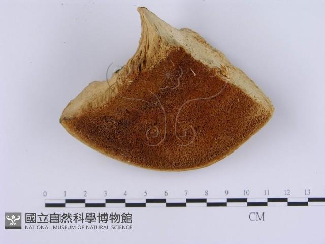 登錄號:F0018819藏品圖，第1張