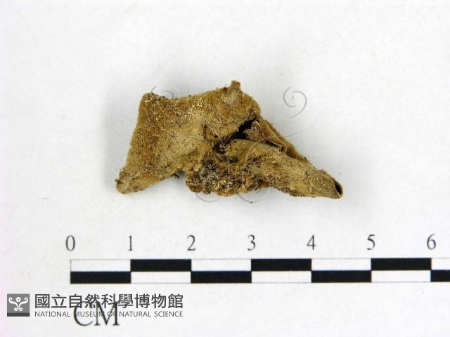 毛木耳藏品圖，第3張