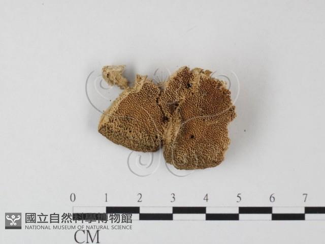 登錄號:F0006819藏品圖，第3張