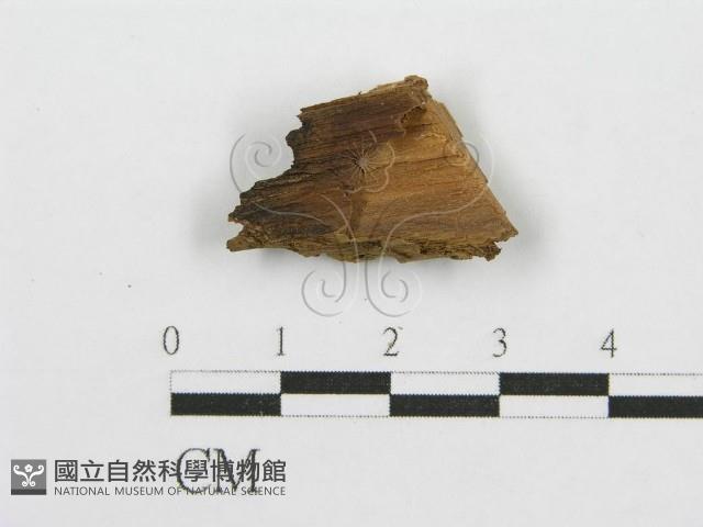 筍殼菌屬藏品圖，第3張